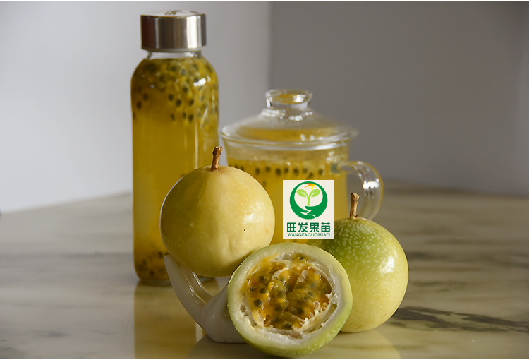 台湾新品种芭乐味黄金百香果苗 蜂蜜味百香果苗甜度高