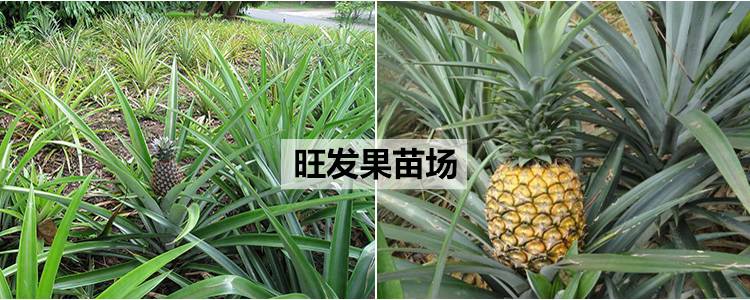 台湾地菠萝苗金钻凤梨苗可盆栽可地载当年结果树苗
