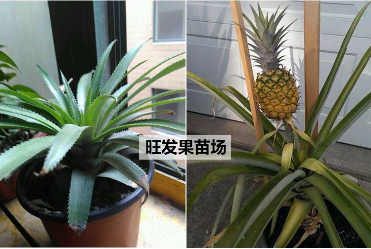 台湾地菠萝苗金钻凤梨苗可盆栽可地载当年结果树苗