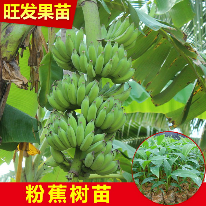 供应优良新品种金粉1号粉蕉苗皇帝蕉又称贡蕉 米蕉苗大量出售