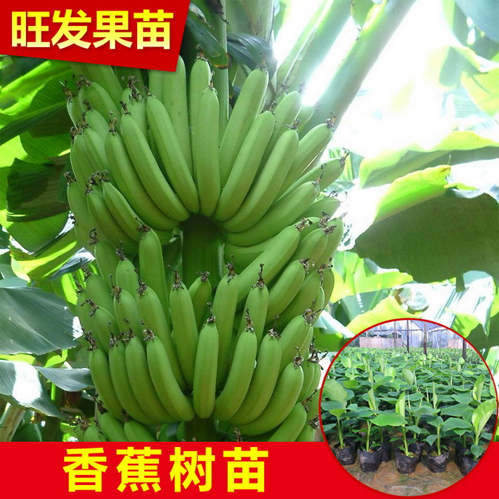 供应香蕉组培苗 威廉斯B6香蕉苗 大量出售香蕉苗 价格优惠