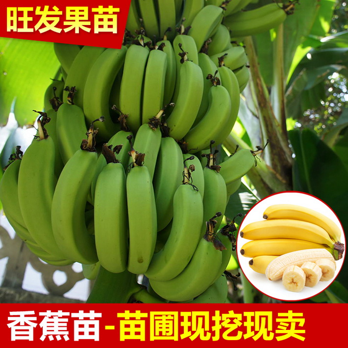 供应香蕉组培苗 威廉斯B6香蕉苗 大量出售香蕉苗 价格优惠