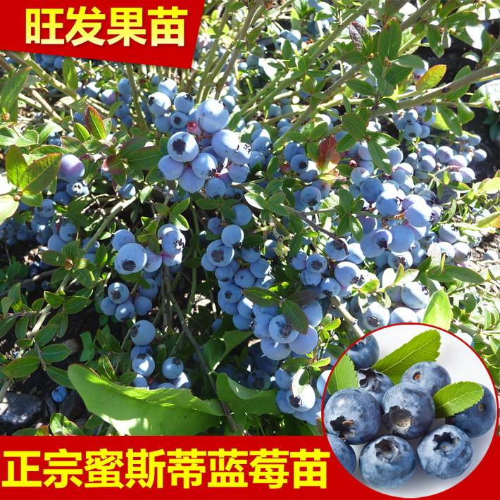 大量供应南方蓝莓苗 南高丛蓝莓密斯蒂蓝莓苗可盆栽地栽