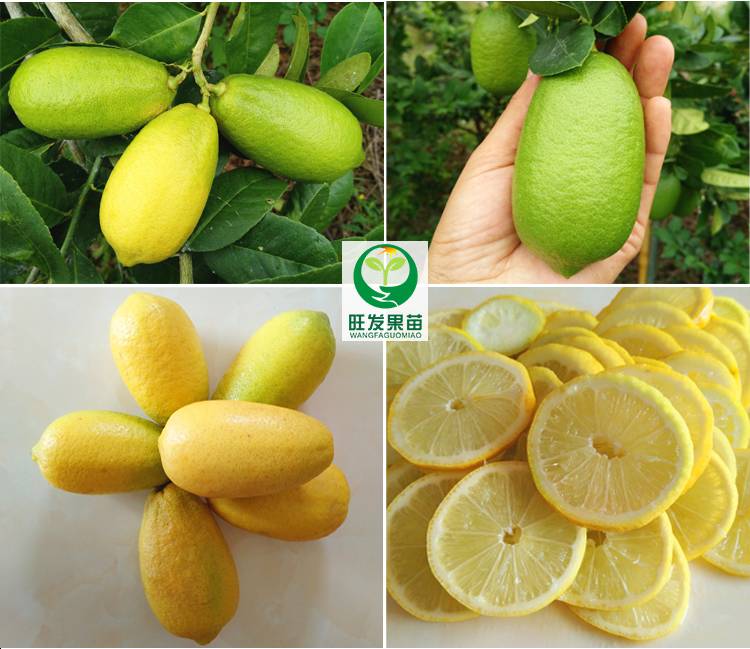 基地直销正宗台湾四季无籽香水柠檬苗嫁接苗优良新品种