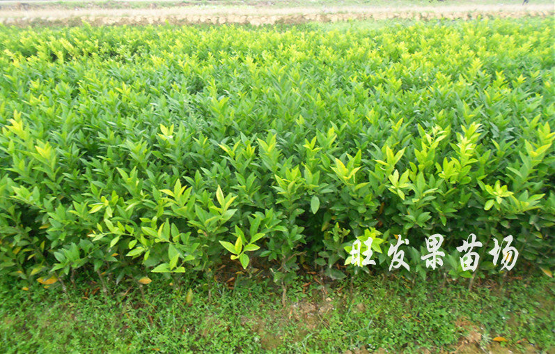 供应茂谷柑苗晚熟品种嫁接苗量大价优