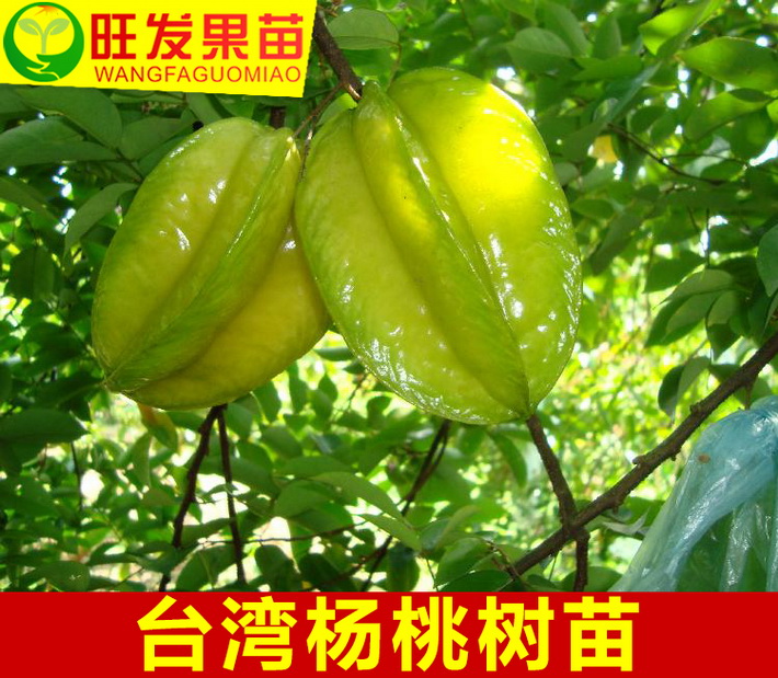 台湾四季红杨桃苗嫁接苗 果大肉厚超甜无渣蜜味盆栽地栽