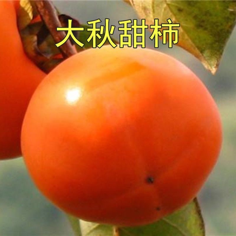 太秋（大秋）脆甜柿子苗优良新品种嫁接苗 摘下来就可以吃的柿子