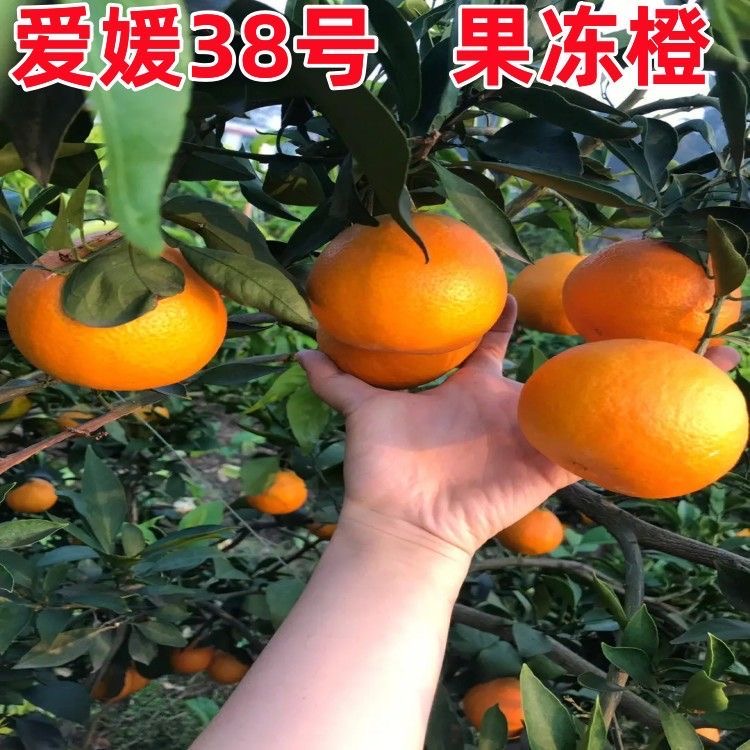 果冻橙苗红美人苗早熟橙子品种 柑桔树苗嫁接苗
