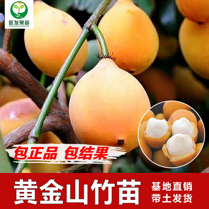 台湾黄金山竹苗阿恰恰山竹苗新品种 产量高地栽盆栽都可以种植
