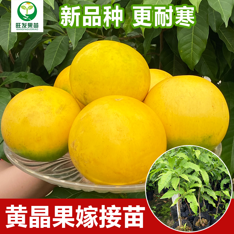 台湾黄晶果6号金大王黄晶果黄金果苗 冬蜜久蜜黄晶果苗 耐寒品种