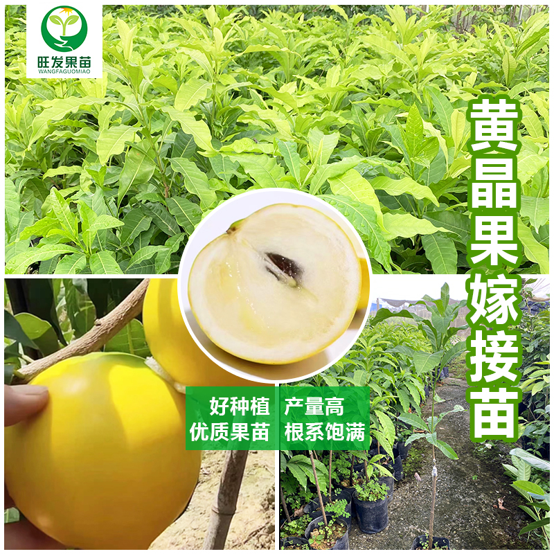 台湾黄晶果6号金大王黄晶果黄金果苗 冬蜜久蜜黄晶果苗 耐寒品种