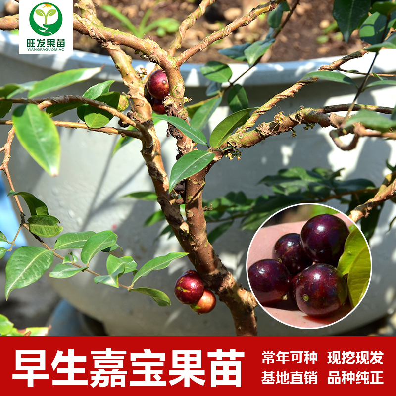 台湾早生四季红妃嘉宝果苗树葡萄苗 大小规格都有苗盆栽树葡萄苗红妃嘉宝果树苗