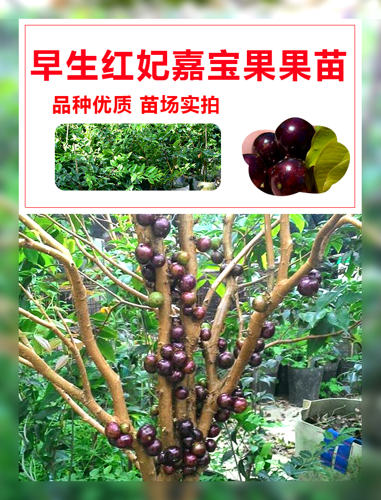 台湾早生四季红妃嘉宝果苗树葡萄苗 大小规格都有苗盆栽树葡萄苗红妃嘉宝果树苗